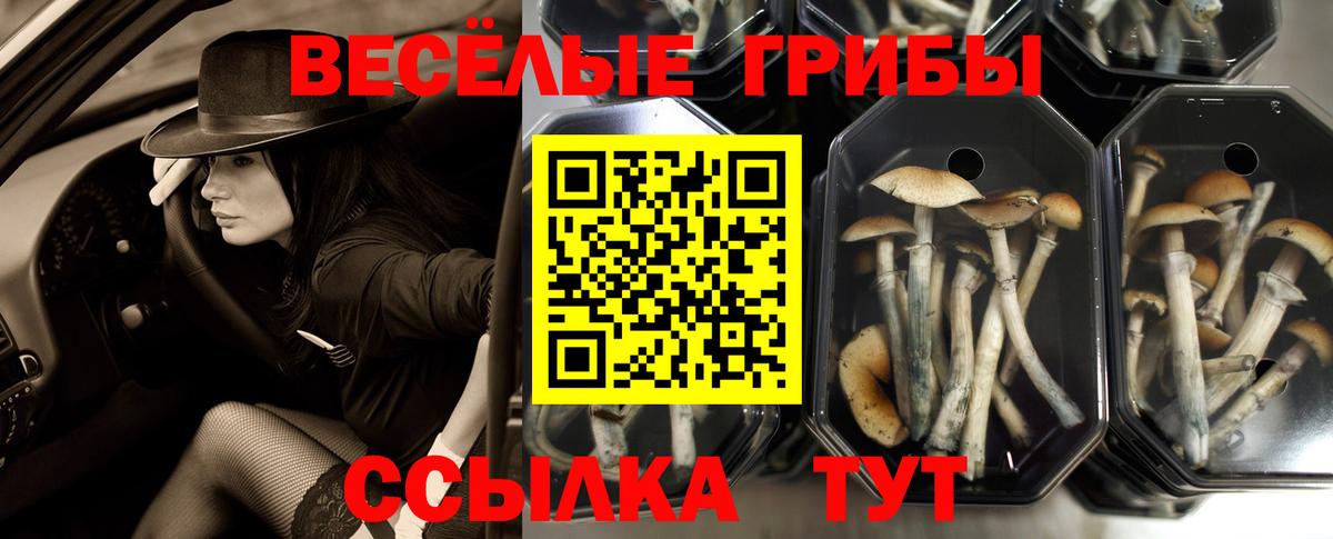 купить наркотики цена  Вход с VPN  Гулькевичи  Псилоцибиновые грибы MAGIC MUSHROOMS 